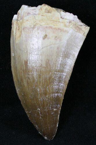 Large Mosasaur (Prognathodon) Tooth #21491